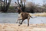 DOGUE ALLEMAND 186